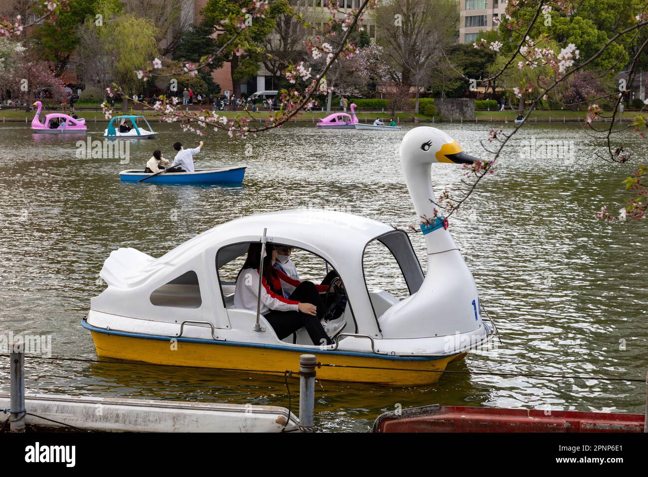 Ueno Park Tokyo l2023 de abril, lugareños y visitantes pedalean en el lago para ver, hanami, cerezos en flor en el parque, Tokio, Japón, Asia Foto de stock