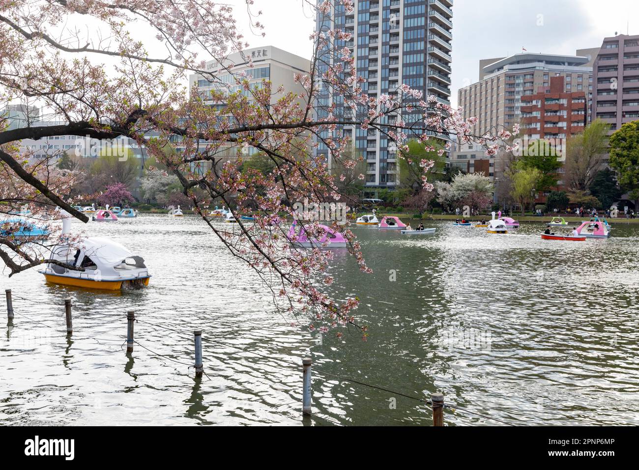 Ueno Park Tokyo l2023 de abril, lugareños y visitantes pedalean en el lago para ver, hanami, cerezos en flor en el parque, Tokio, Japón, Asia Foto de stock