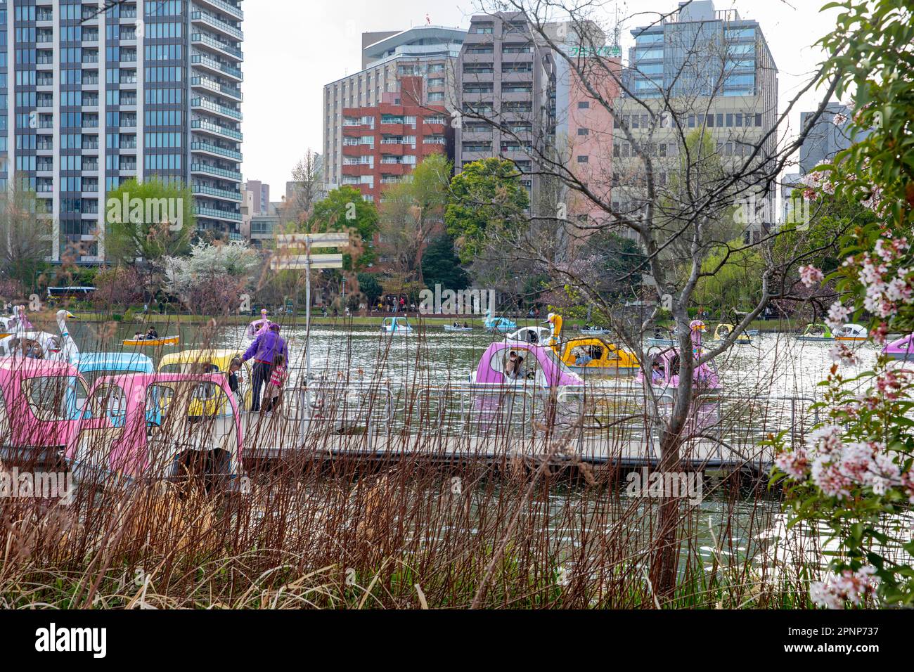 Ueno Park Tokyo l2023 de abril, lugareños y visitantes pedalean en el lago para ver, hanami, cerezos en flor en el parque, Tokio, Japón, Asia Foto de stock