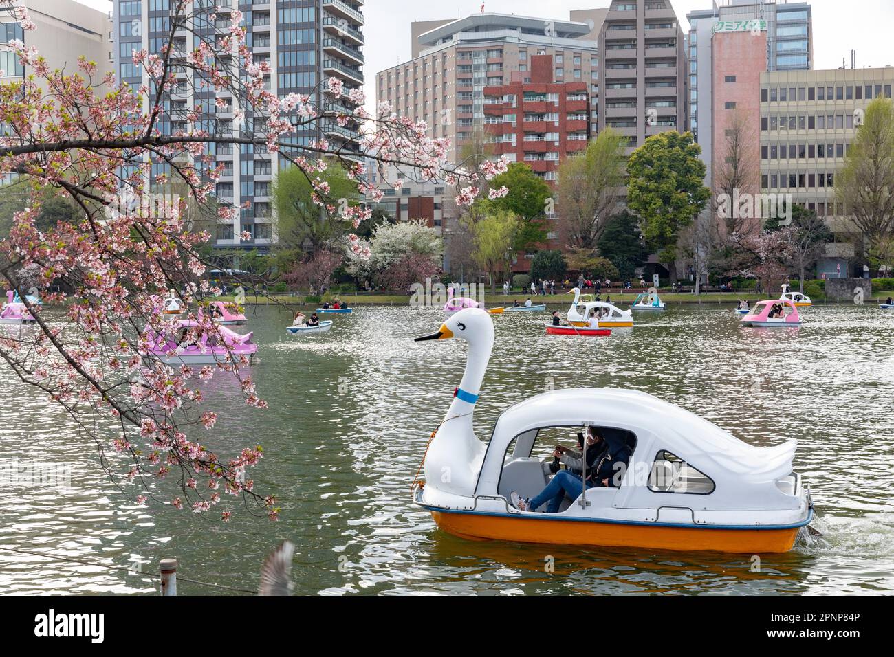 Ueno Park Tokyo l2023 de abril, lugareños y visitantes pedalean en el lago para ver, hanami, cerezos en flor en el parque, Tokio, Japón, Asia Foto de stock