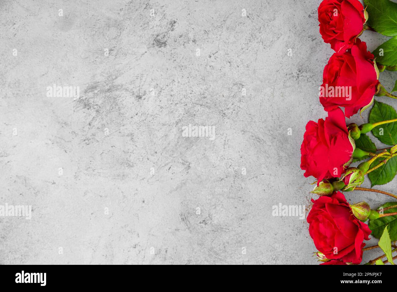 Ramo de flores de rosa roja sobre fondo de hormigón gris. Colocación plana. Tarjeta para el día de la mujer o el día de la madre. Vista superior con espacio de copia Foto de stock