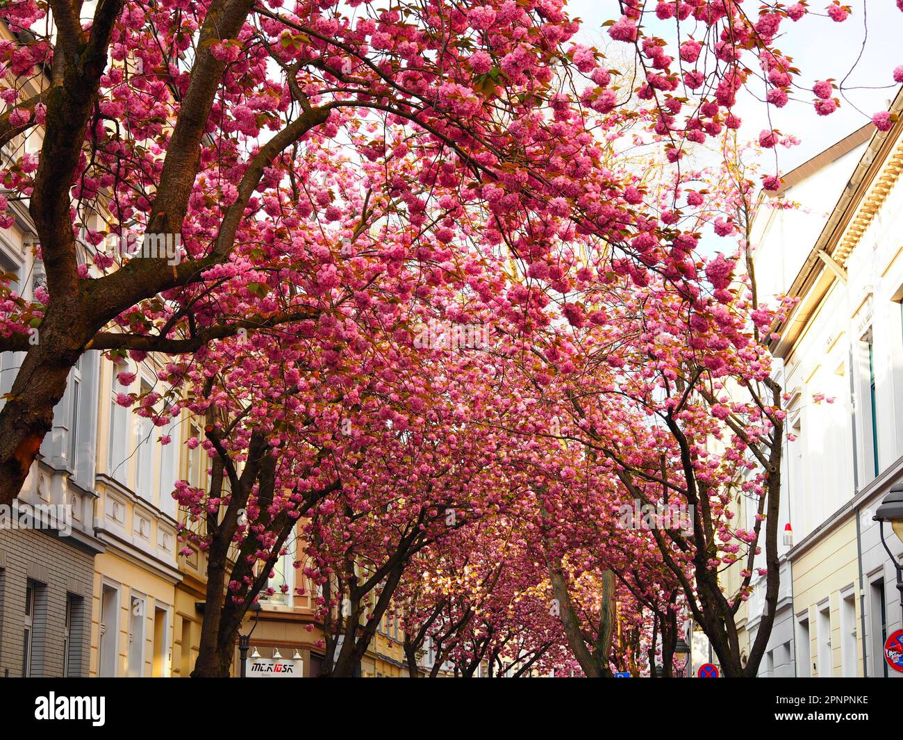 Kirschblüte, Cherry Blossom, Hanami en Bonn, Alemania Foto de stock