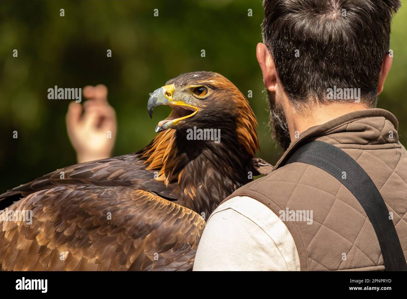 El águila dorada (Aquila chrysaetos) es un ave de presa que vive en el  hemisferio norte Fotografía de stock - Alamy