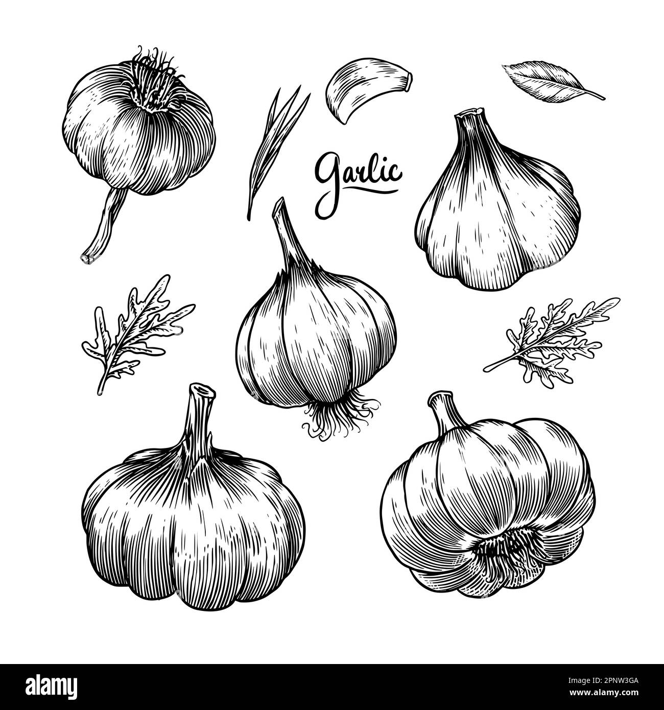 Set de ajo en estilo Vintage. Vegetal grabado. Comida dibujada a mano