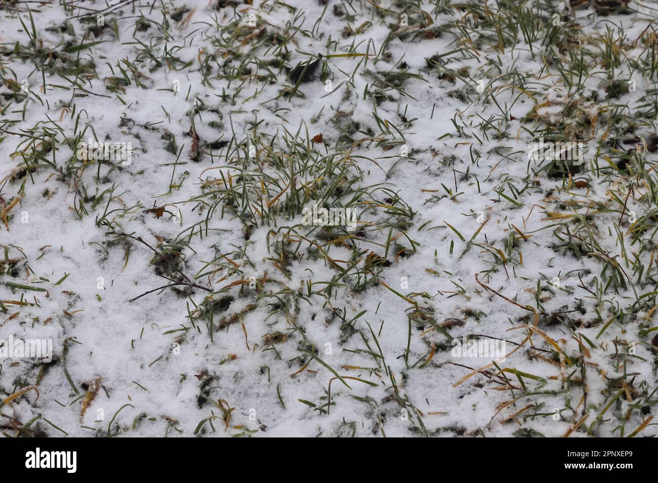 Hierba verde bajo el primer fondo blanco de la nieve, textura del patrón para el uso en el diseño de la impresión. Foto de stock