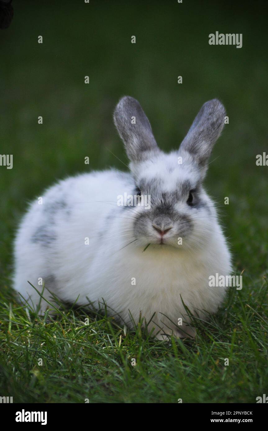 Mascota conejo en un césped de hierba en un día soleado Foto de stock