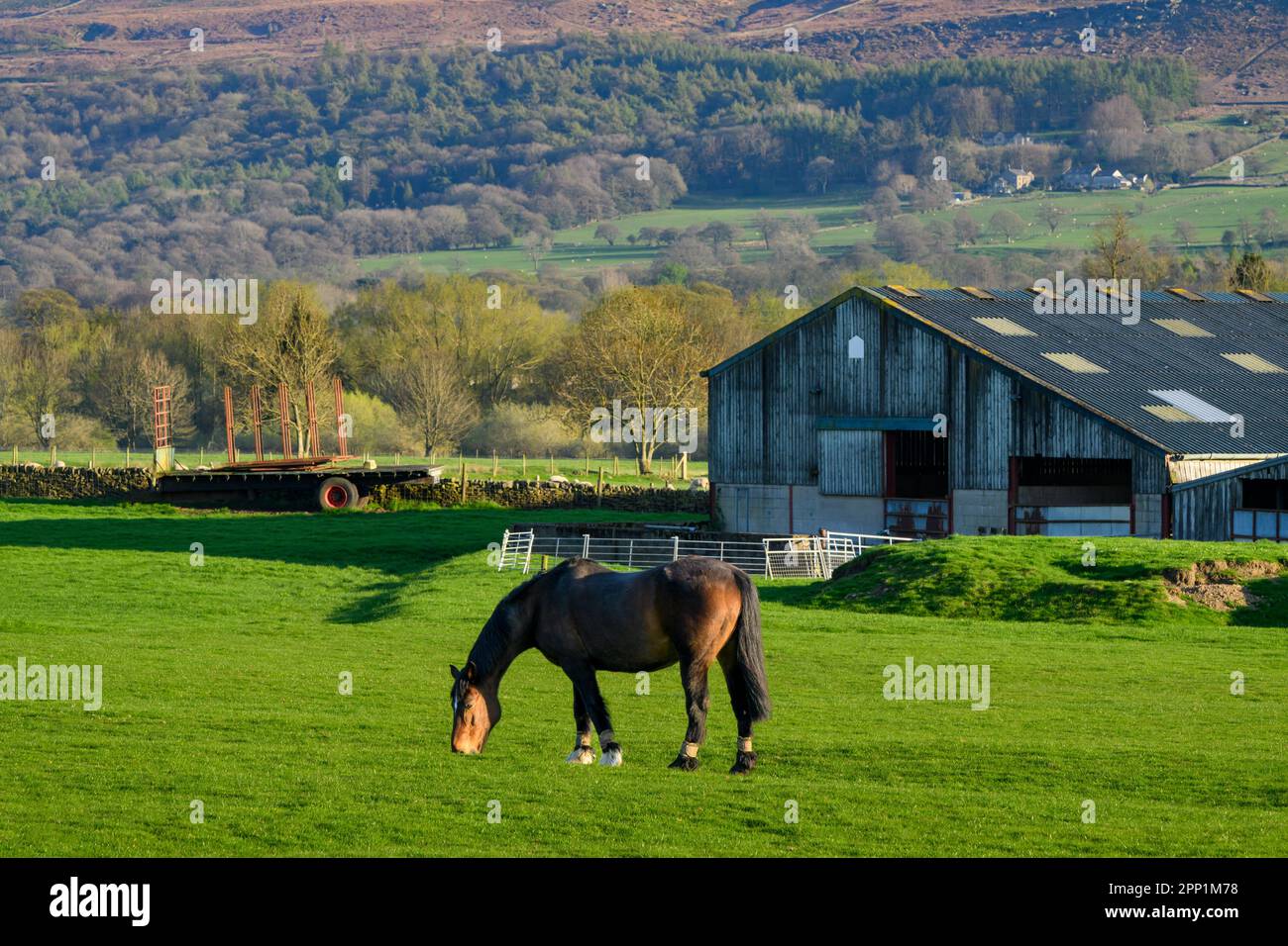 Caballo marrón comiendo hierba (4 bandas equinas en pastos o piernas - cuidado de las articulaciones) con vistas panorámicas Wharfe Valley - Addingham, West Yorkshire, Inglaterra, Reino Unido. Foto de stock