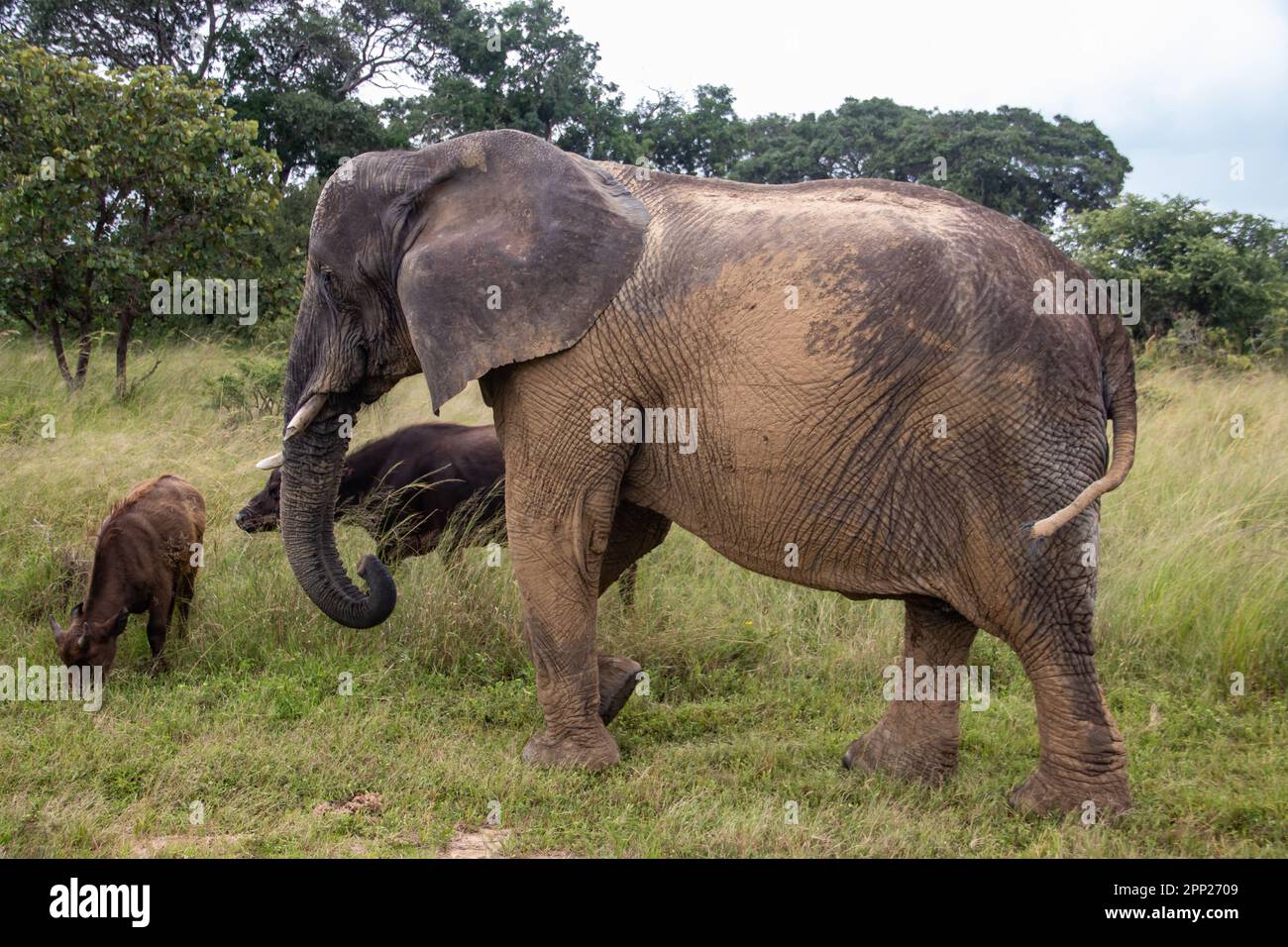 Miembros de los cinco grandes animales africanos, elefantes y búfalos caminando juntos en sabana en un safari africano con vehículo abierto en Zimbabwe, Imire Foto de stock