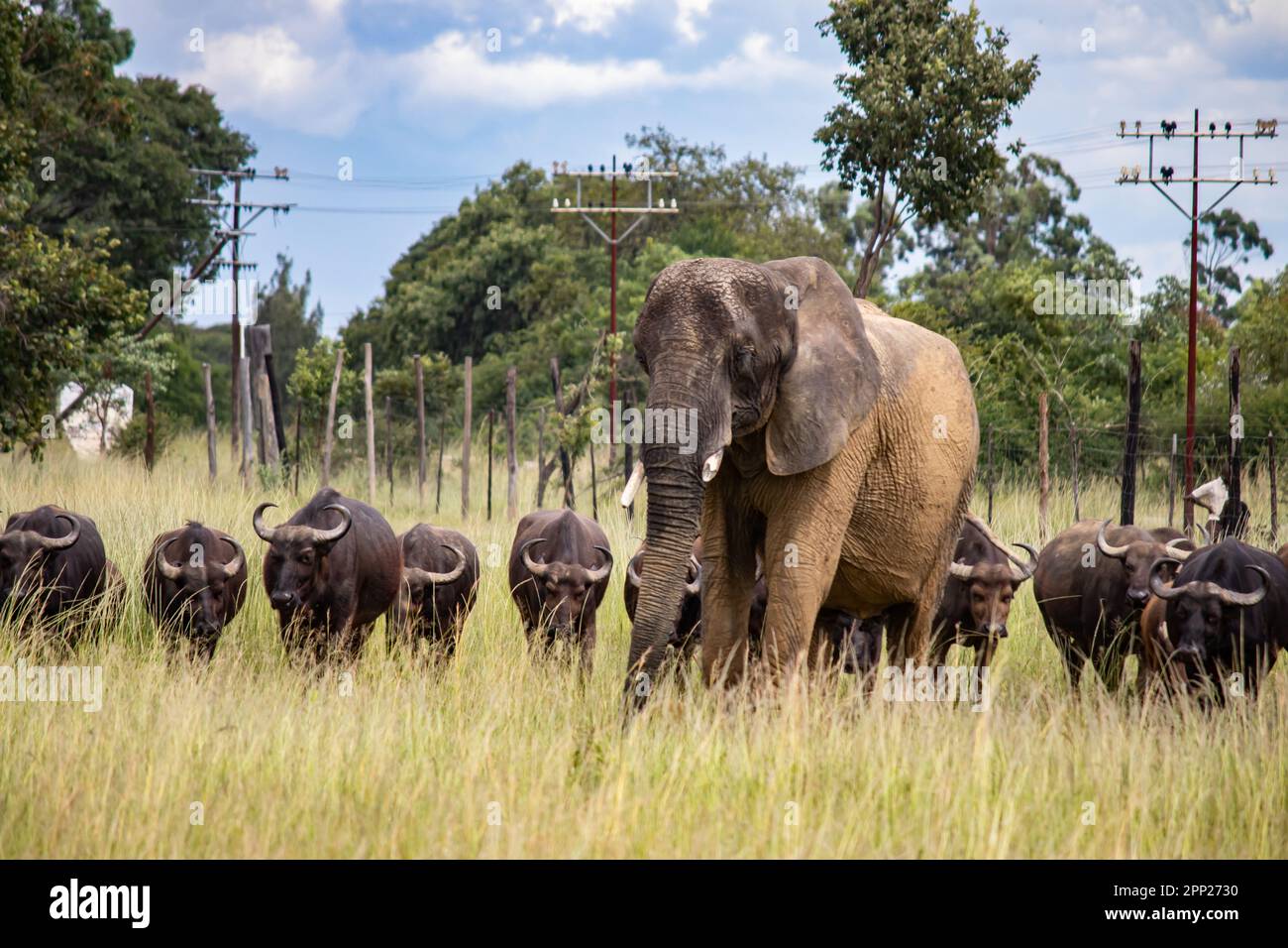 Miembros de los cinco grandes animales africanos, elefantes y búfalos caminando juntos en sabana en un safari africano con vehículo abierto en Zimbabwe, Imire Foto de stock