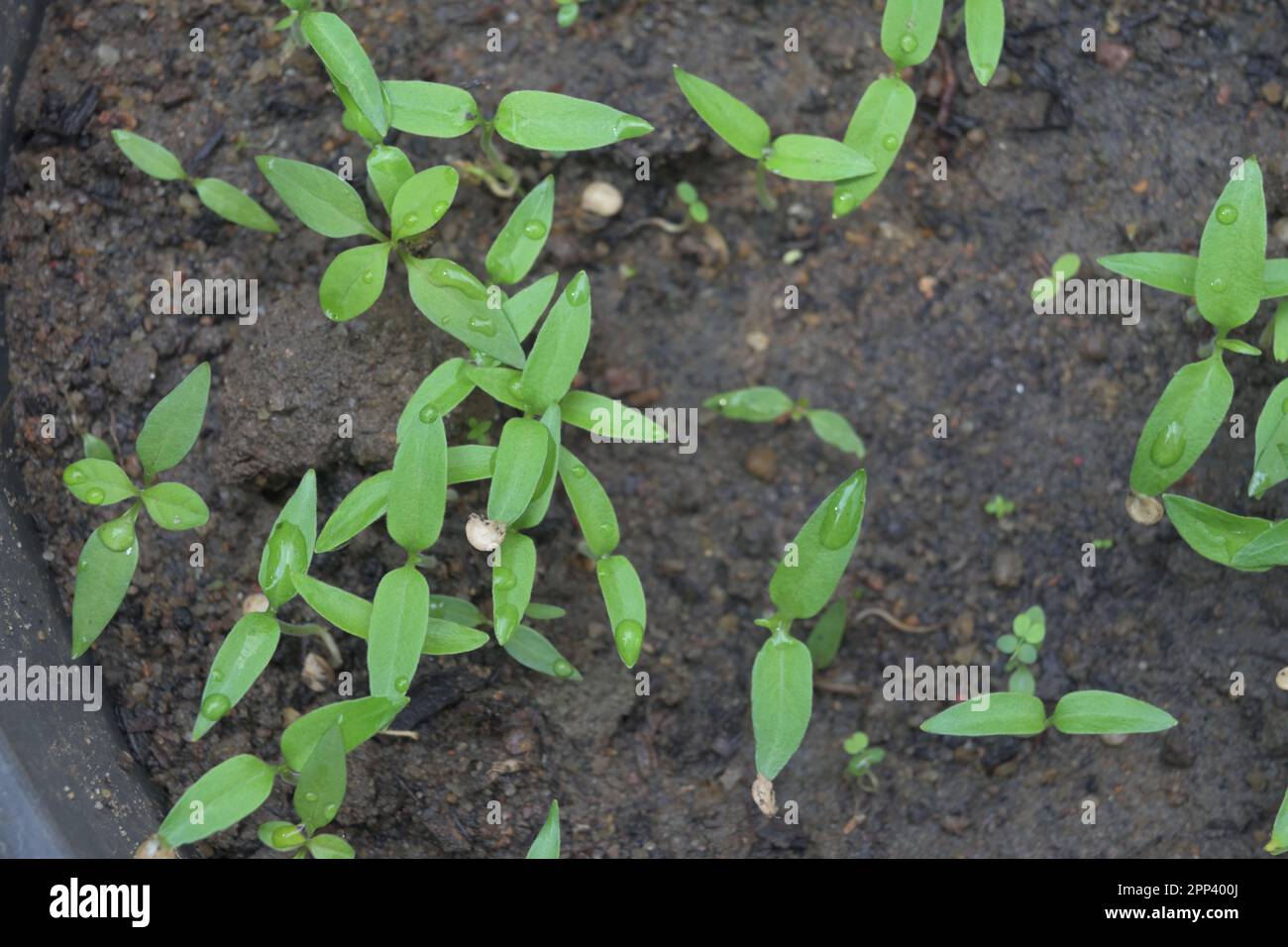 Brotes de chile que crecen en una maceta de plástico, plantas de chile