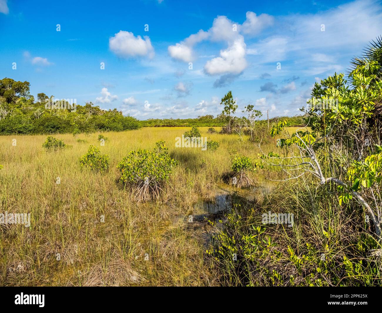 Pradera Sawgrass en el área de Mahogany Hammock del Parque Nacional Everglades en el sur de Florida, Estados Unidos Foto de stock