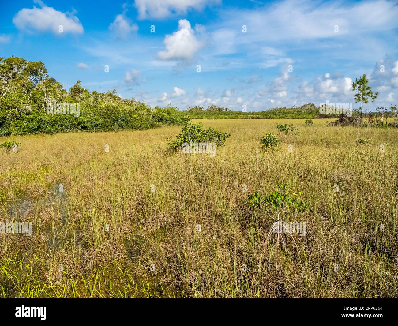 Pradera Sawgrass en el área de Mahogany Hammock del Parque Nacional Everglades en el sur de Florida, Estados Unidos Foto de stock