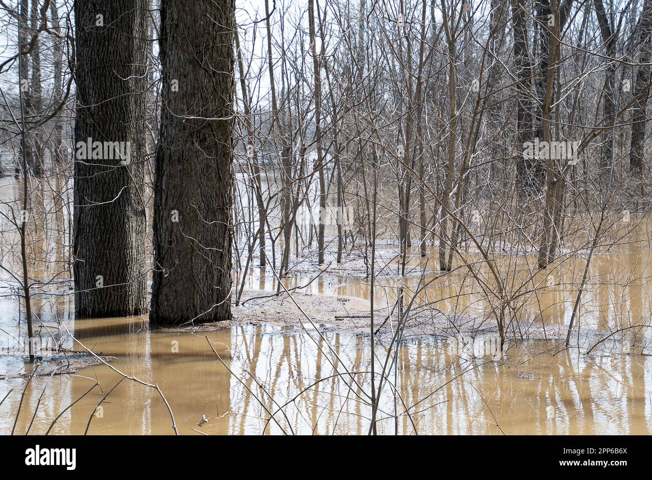 Las aguas fangosas del río Grand inundan el bosque de primavera de Michigan Foto de stock
