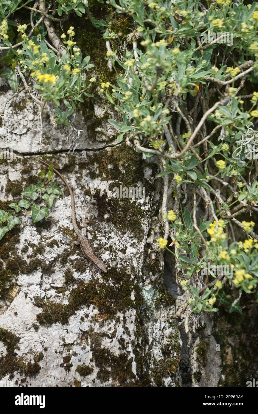 Lizard en una pared. Foto de stock