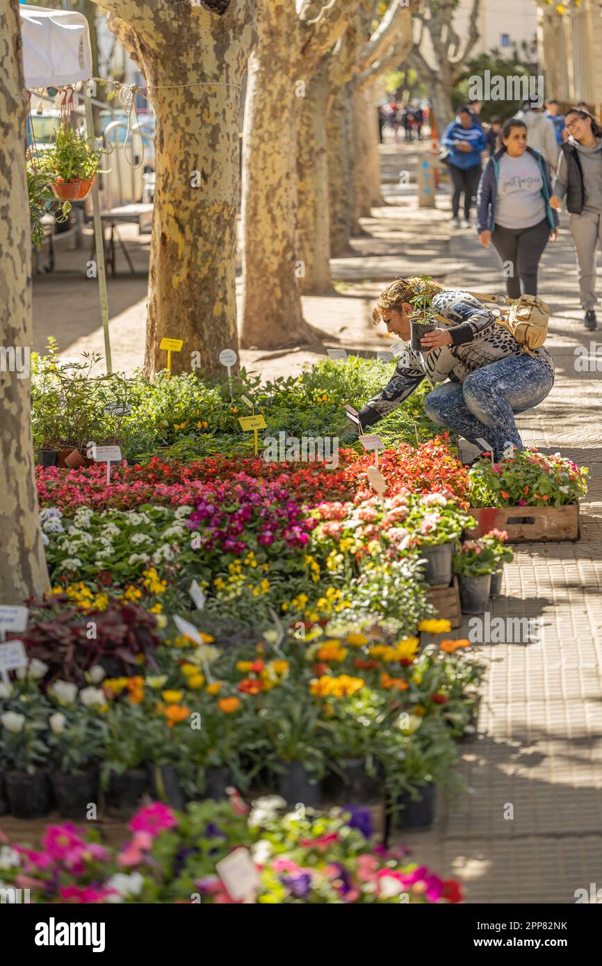 Buenos AIRES, ARGENTINA - 14 de abril, 2023: Mujer comprando plantas en un puesto de la calle. Foto de stock