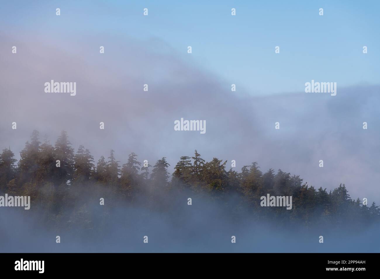 Bosque de pinos y cedros en la niebla al amanecer, Tofino, Isla de Vancouver, Columbia Británica, Canadá. Foto de stock