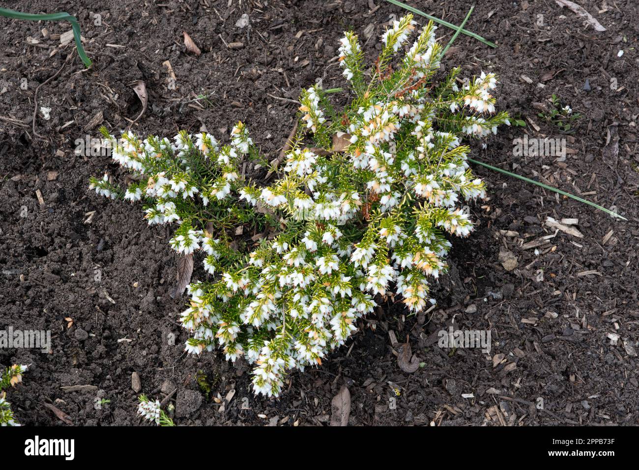 Erica x darleyensis f. aureifolia 'Golden Perfect' Foto de stock