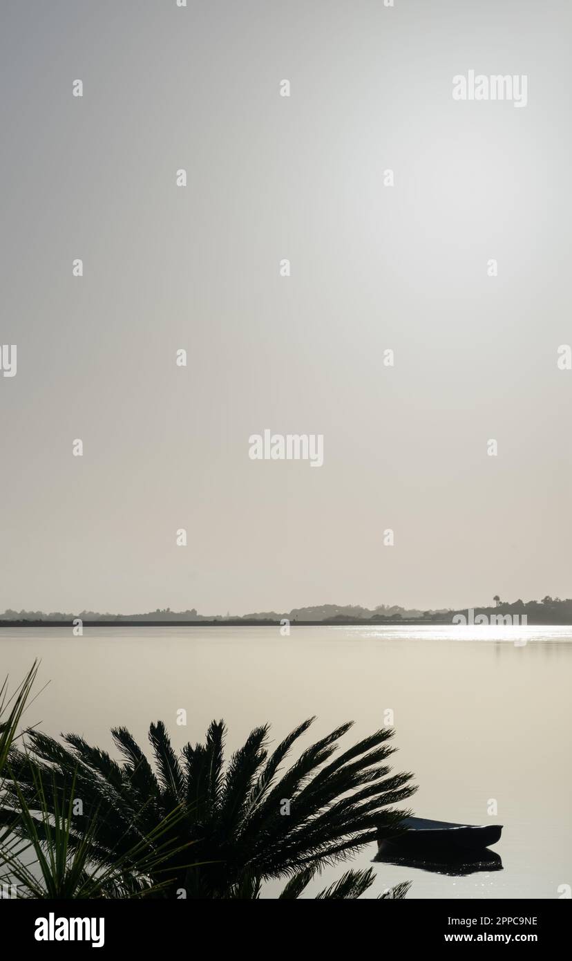 Paisaje del amanecer en tonos apagados con silueta en primer plano sago palmeras a la vista a través del puerto de Tauranga Foto de stock