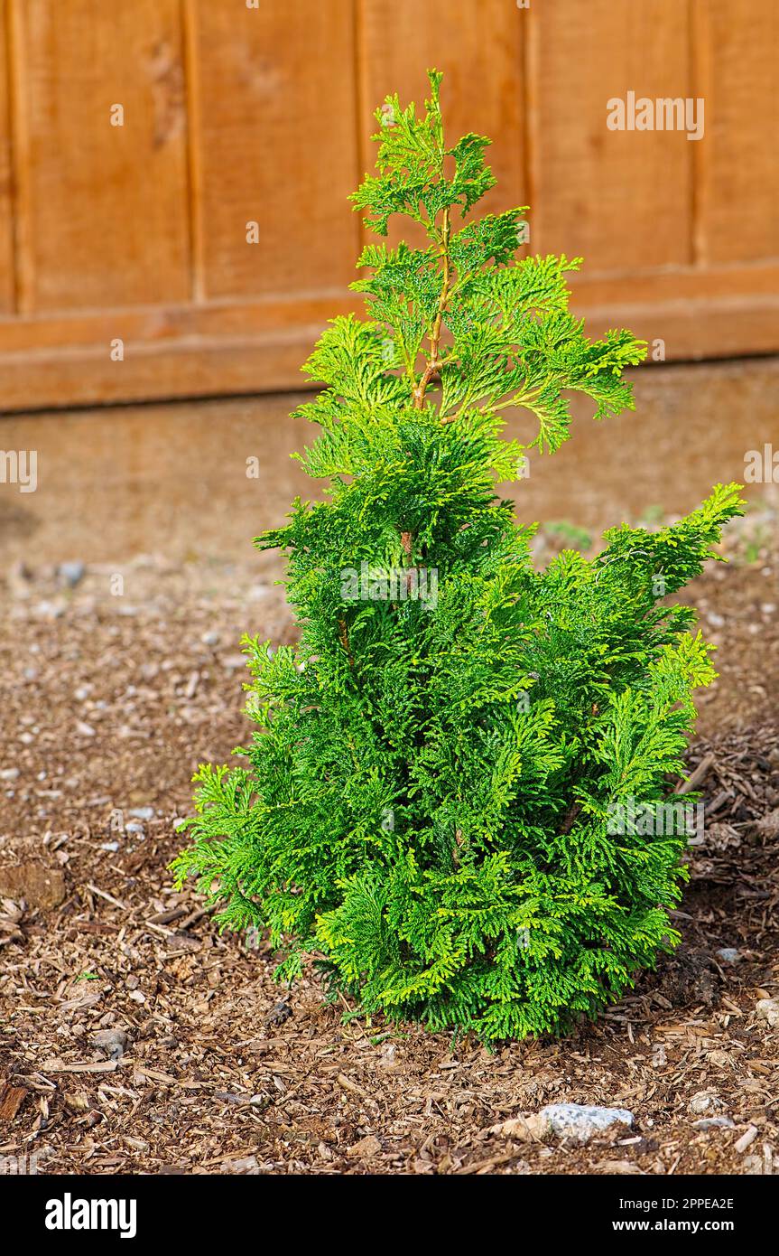 Chamaecyparis obtuse 'Verdoni' - Hinoki Cypress - arbusto perenne enano no floreciente - hábito piramidal - crecimiento en forma de escamas chartreuse brillante. Foto de stock