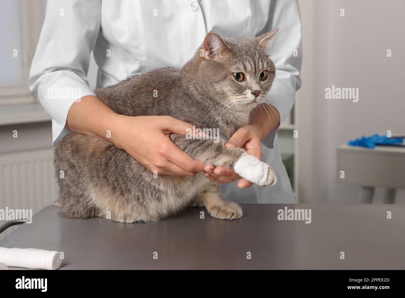 Veterinario sosteniendo lindo gato recto escocés con vendaje en la pata en  la mesa en el interior, primer plano Fotografía de stock - Alamy