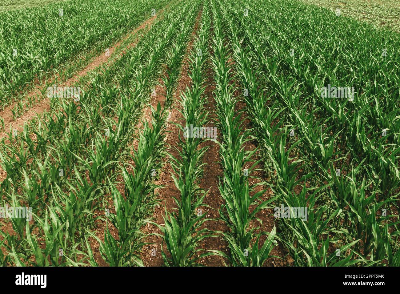 Toma aérea de plántulas de maíz que crecen en el campo de plantaciones agrícolas cultivadas, POV de drones Foto de stock