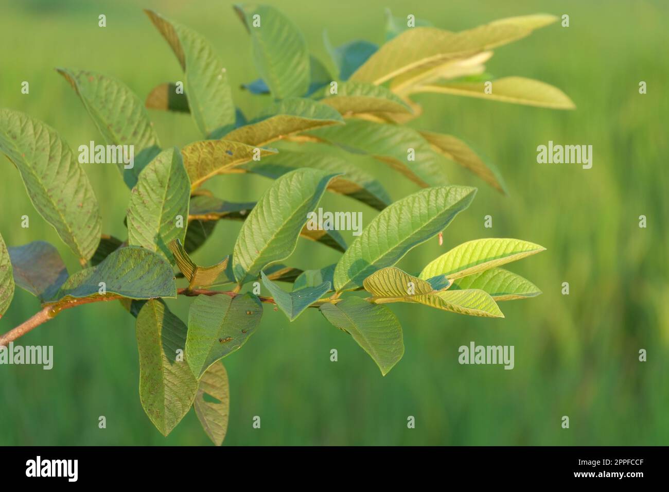 Hojas de guayaba Cerrar los detalles de las hojas de guayaba. Hojas
