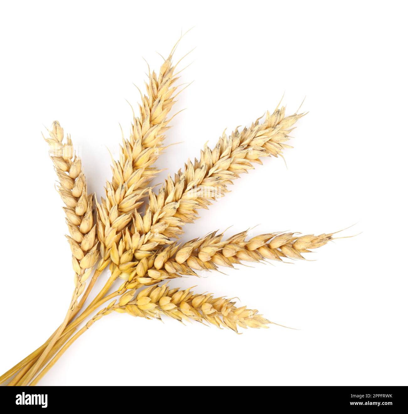 Espigas secas de trigo sobre fondo blanco, vista superior Fotografía de  stock - Alamy