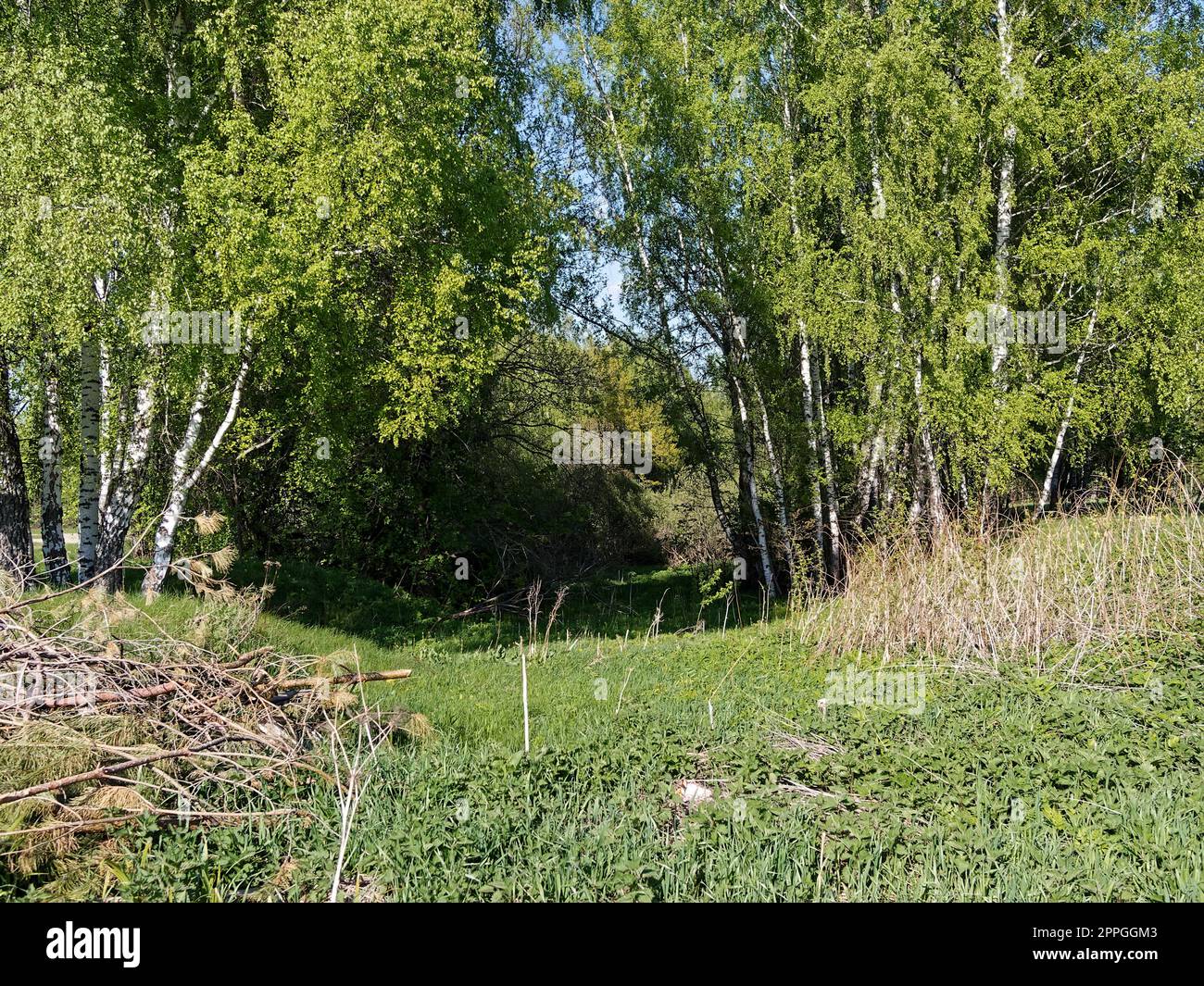 Una pila de basura cerca del bosque en la primavera, rusia Foto de stock