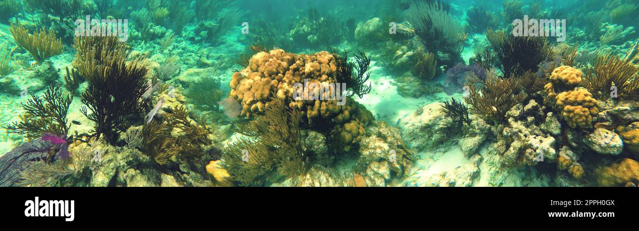 Beautifiul bajo el agua coloridos arrecifes de coral Foto de stock