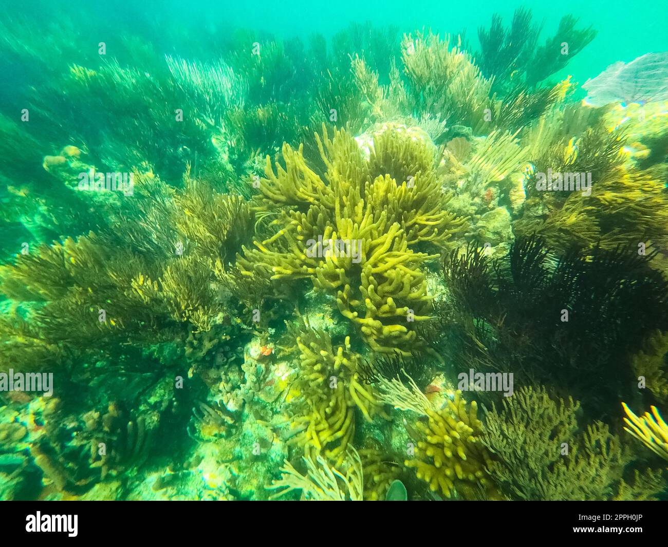 Beautifiul bajo el agua coloridos arrecifes de coral Foto de stock