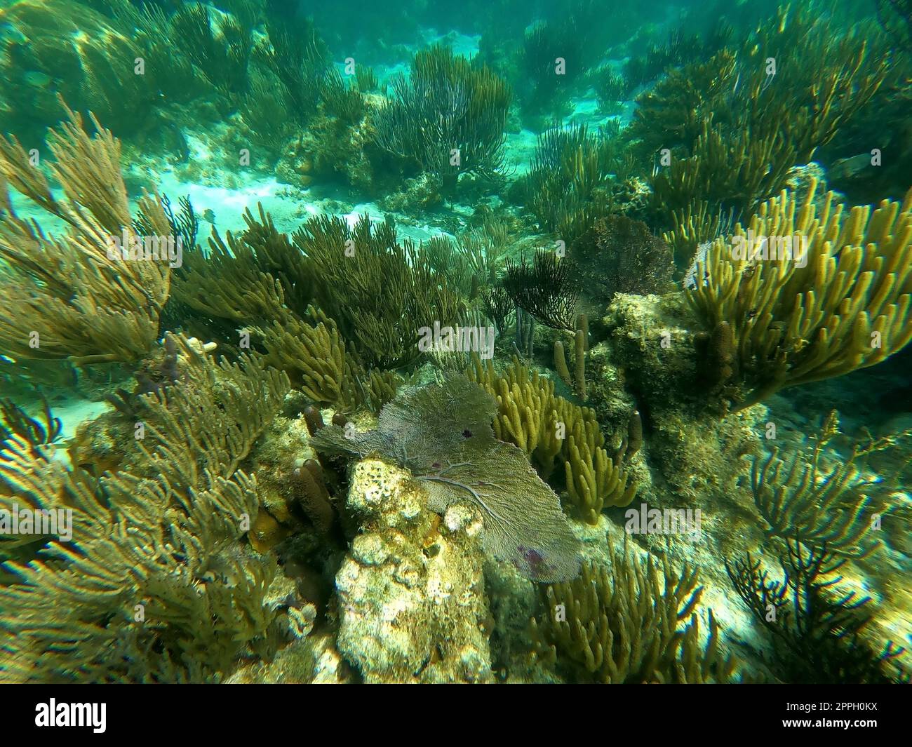 Beautifiul bajo el agua coloridos arrecifes de coral Foto de stock