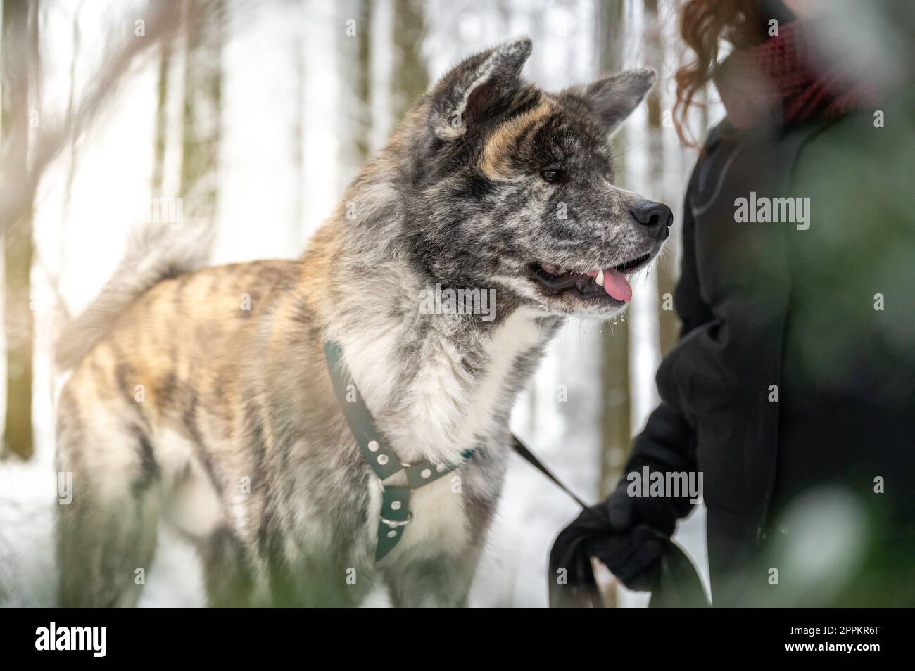 Akita inu perro con piel gris y naranja está de pie junto a su amo femenino con el pelo rizado marrón durante el invierno con el bosque y la nieve en el fondo, rayo de sol Foto de stock