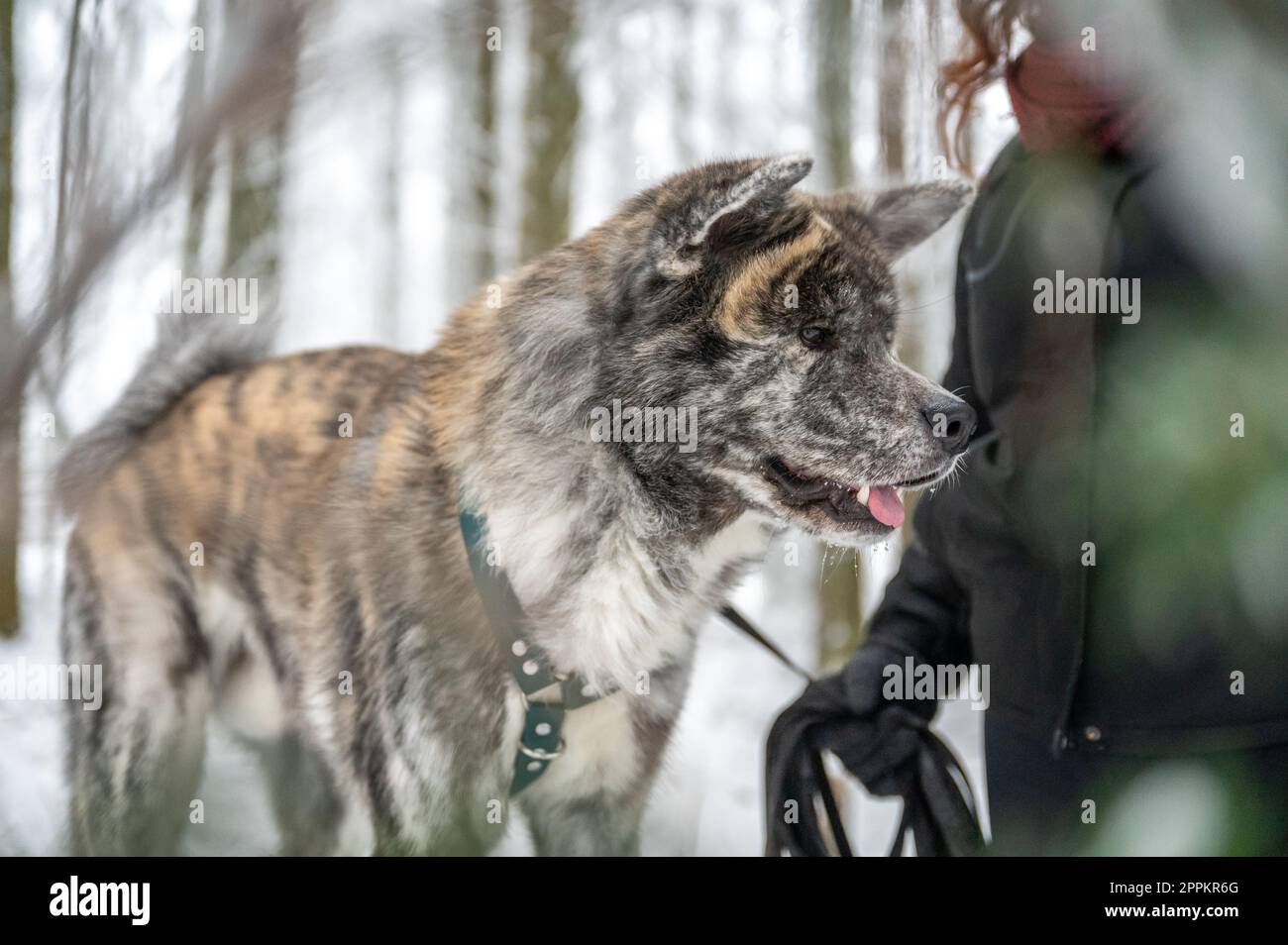 Akita inu perro con piel gris y naranja está de pie junto a su amo femenino con el pelo rizado marrón durante el invierno con el bosque y la nieve en el fondo Foto de stock
