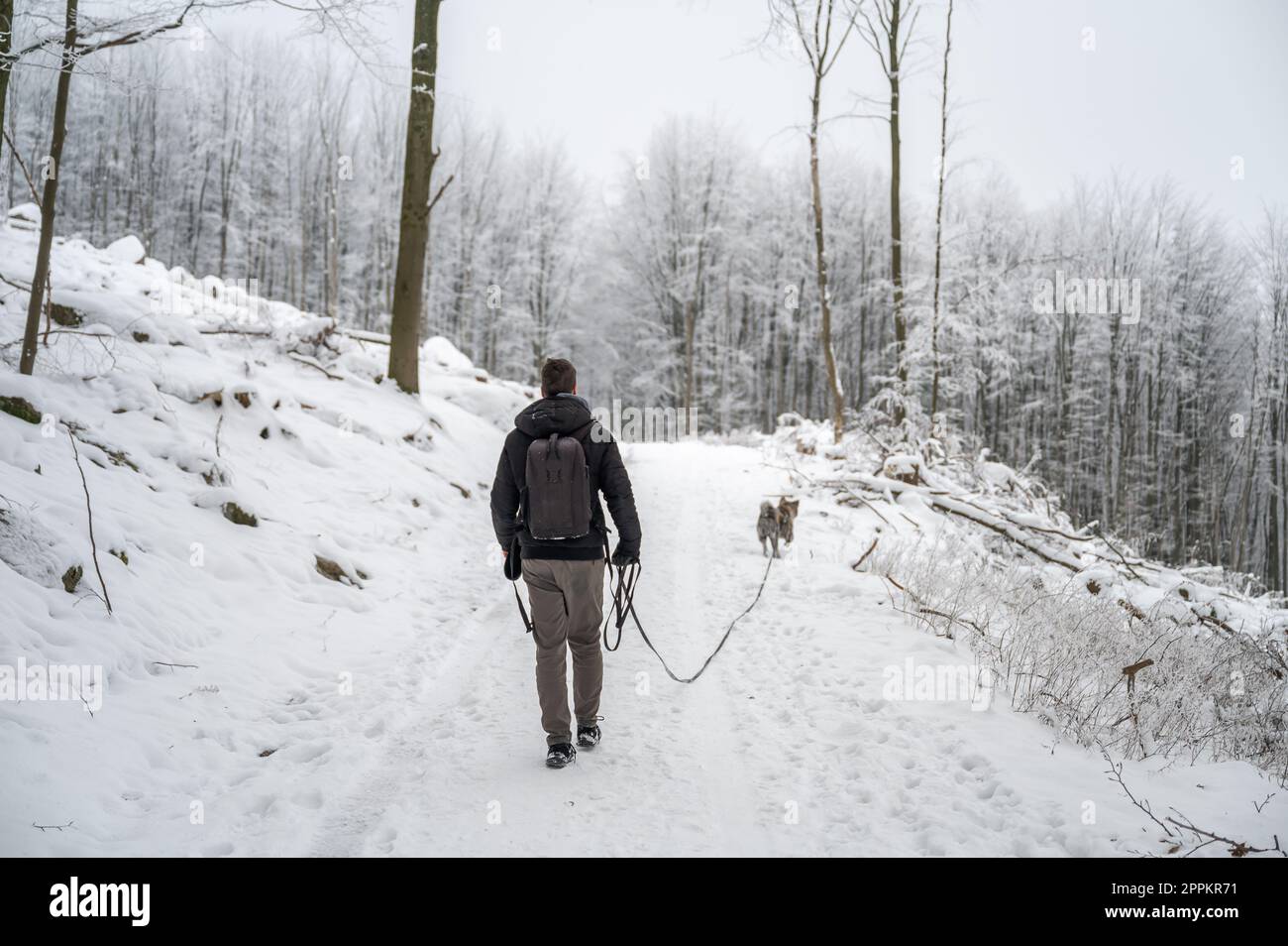 Hombre joven con el pelo castaño corto, ropa de abrigo y mochila camina su perro akita inu de color gris en el bosque durante el invierno con mucha nieve, vista trasera Foto de stock