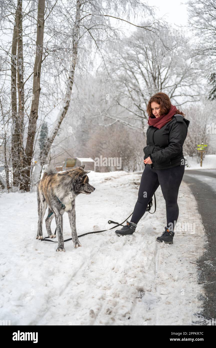 Una mujer con cabello castaño rizado está enseñando a su perro akita inu de color gris a hacer algo, de pie en un camino congelado durante el invierno con mucha nieve Foto de stock