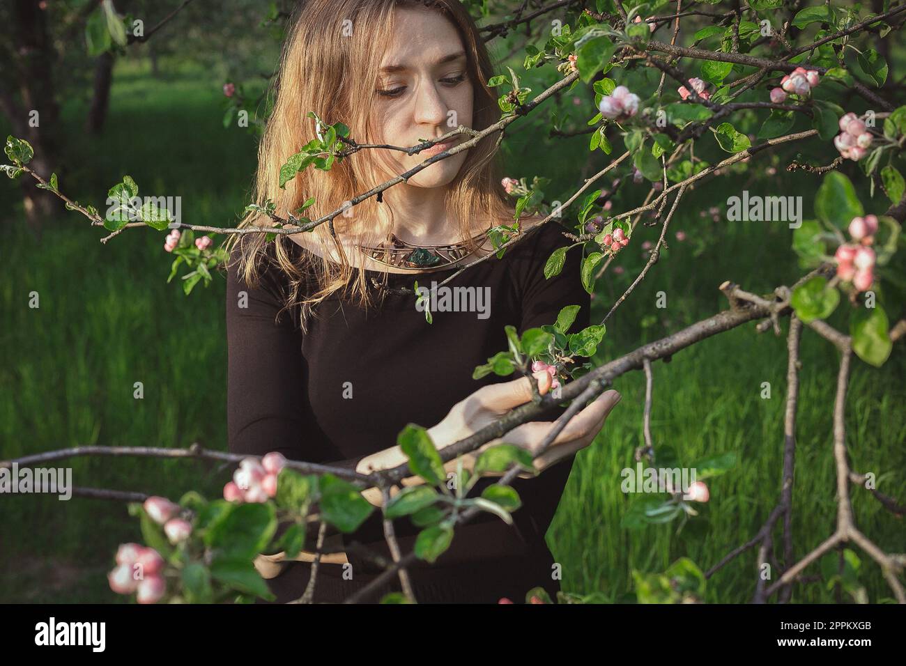 Disfrutando de los cerezos en flor en la fotografía escénica de primavera Foto de stock