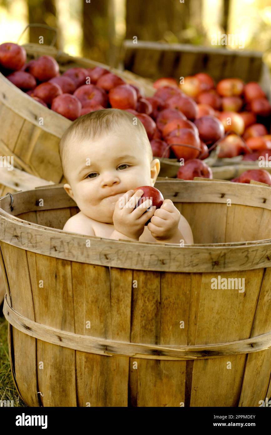 Baby Girl en una cesta de manzanas en el 27 acres de granja en Grand Isle, Vermont. Foto de stock