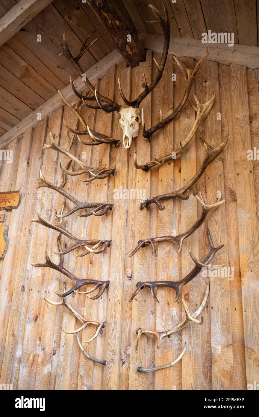 Cuernos de ciervo y cráneos de ciervo cuelgan en una pared de madera como decoración, tiro vertical Foto de stock