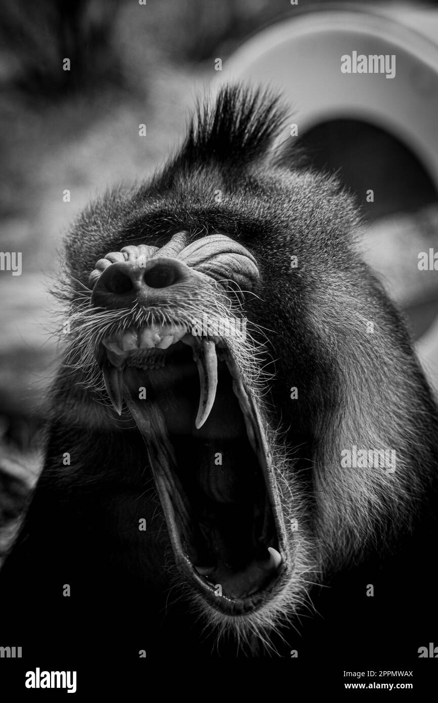 Vista lateral del Mono Blanco con la boca abierta Fotografía de stock -  Alamy