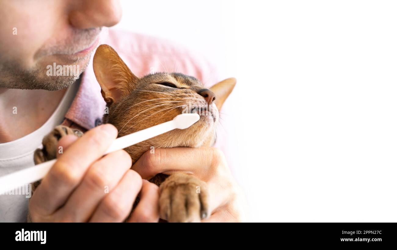 Cepillo de dientes para animales. Blanco caucásico Hombre en una camisa rosa cepilla los dientes de un gato abisinio azul en un fondo blanco. Higiene animal y cuidado de mascotas Foto de stock