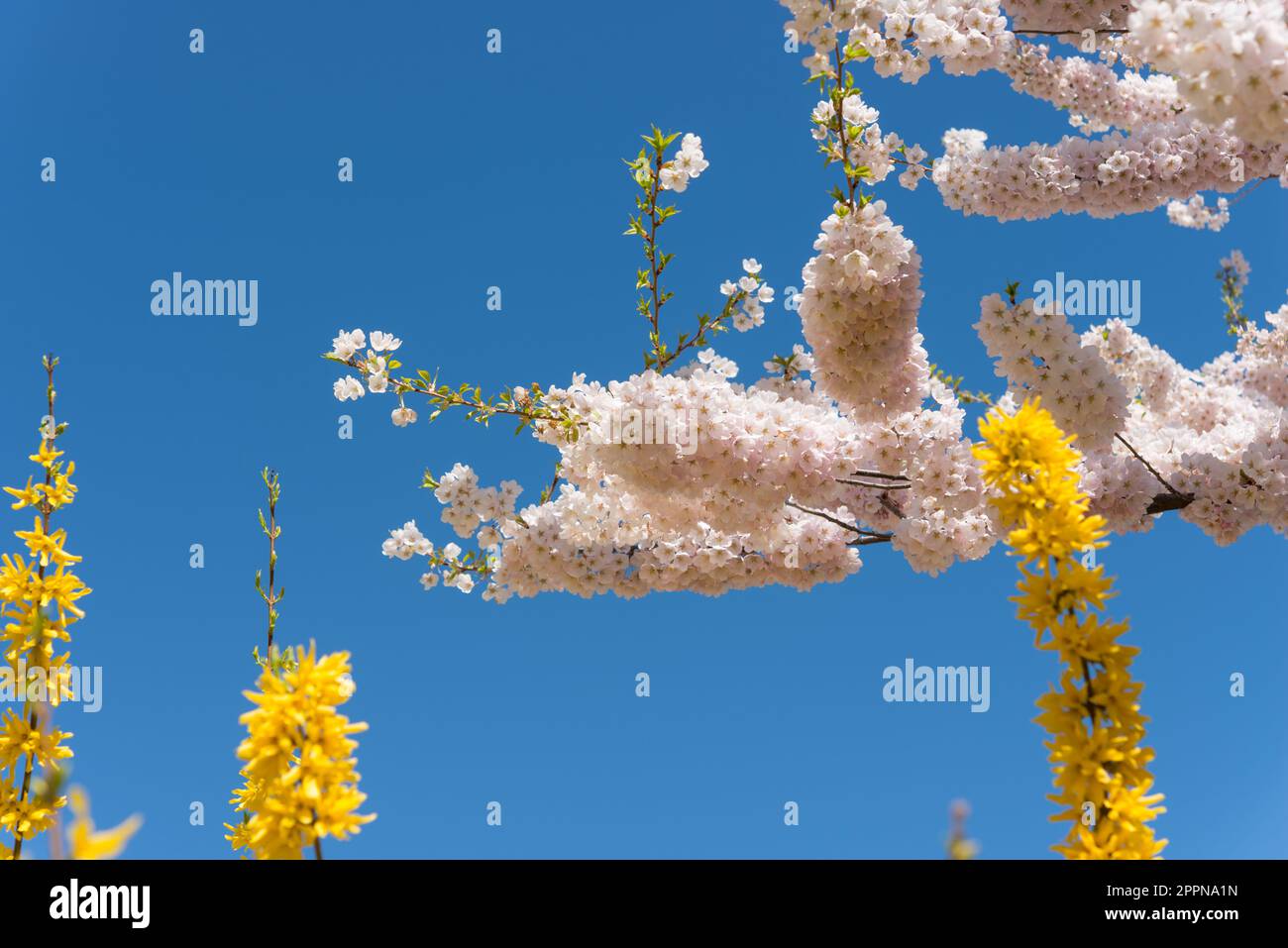 flores de cerezo y forsythia florece en un cielo azul claro profundo Foto de stock
