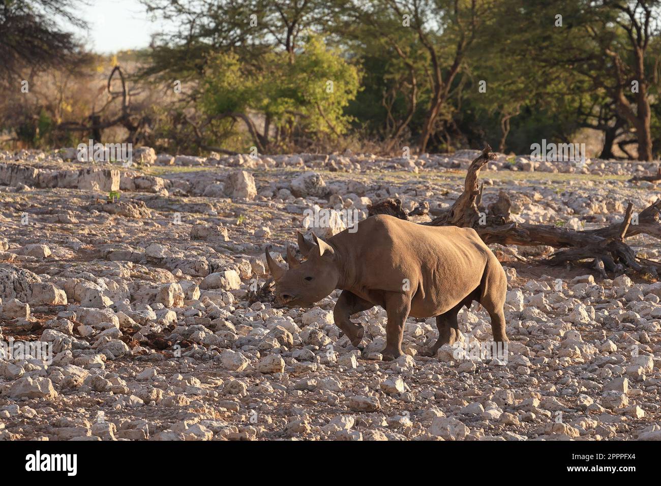 rinoceronte negro en la naturaleza de etosha Foto de stock