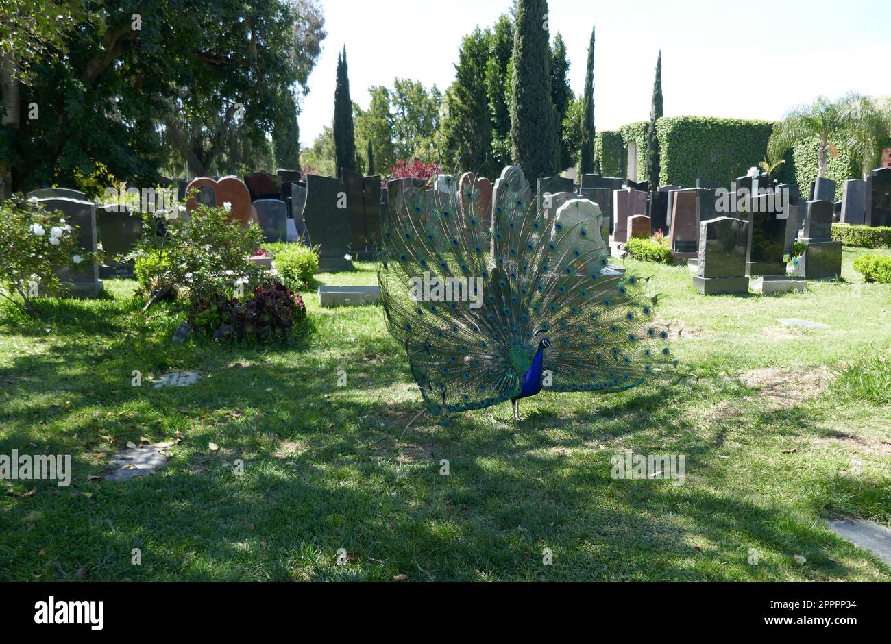 Los ÁNGELES, CALIFORNIA, EE.UU. 20 de abril de 2023 Un pavo real en el Cementerio Hollywood Forever el 20 de abril de 2023 en Los Ángeles, California, EE.UU. Foto por Barry King/Alamy Foto de archivo Foto de stock