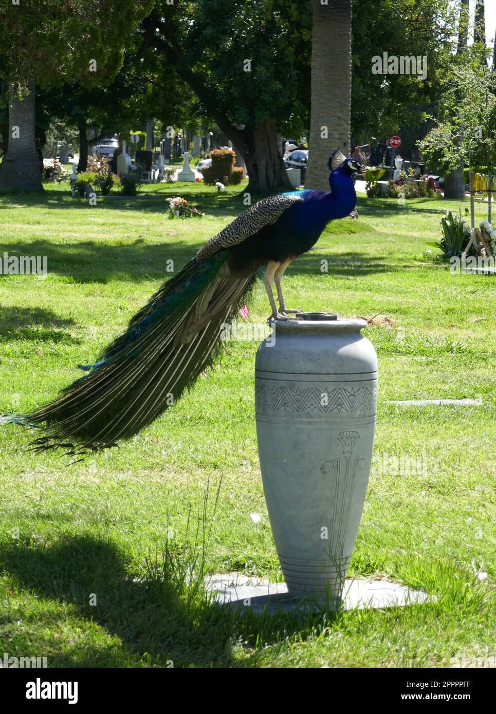 Los ÁNGELES, CALIFORNIA, EE.UU. 20 de abril de 2023 Un pavo real en el Cementerio Hollywood Forever el 20 de abril de 2023 en Los Ángeles, California, EE.UU. Foto por Barry King/Alamy Foto de archivo Foto de stock