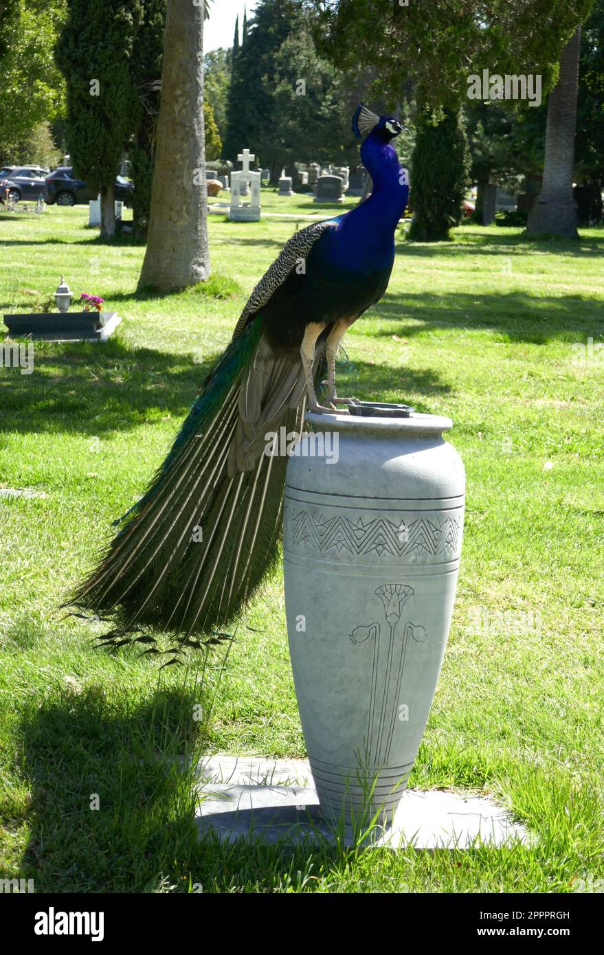 Los ÁNGELES, CALIFORNIA, EE.UU. 20 de abril de 2023 Un pavo real en el Cementerio Hollywood Forever el 20 de abril de 2023 en Los Ángeles, California, EE.UU. Foto por Barry King/Alamy Foto de archivo Foto de stock