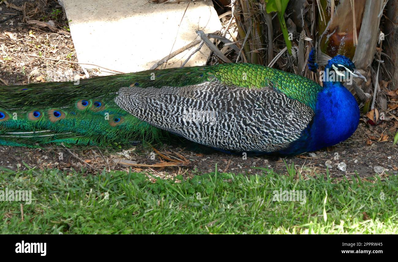 Los ÁNGELES, CALIFORNIA, EE.UU. 20 de abril de 2023 Un pavo real en el Cementerio Hollywood Forever el 20 de abril de 2023 en Los Ángeles, California, EE.UU. Foto por Barry King/Alamy Foto de archivo Foto de stock