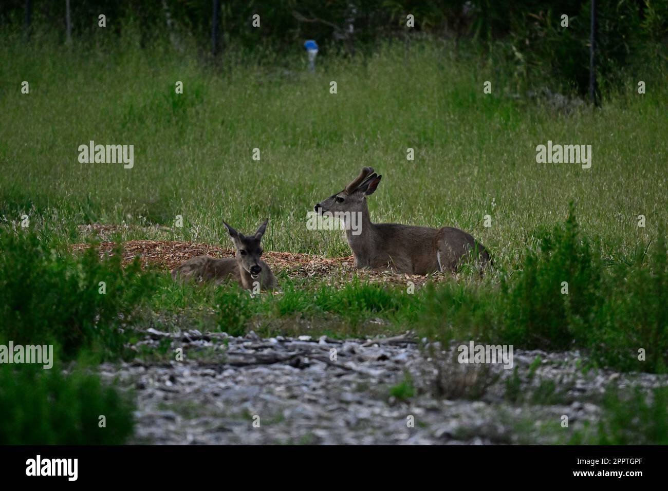 Ciervos durmiendo en la naturaleza - cola negra Foto de stock