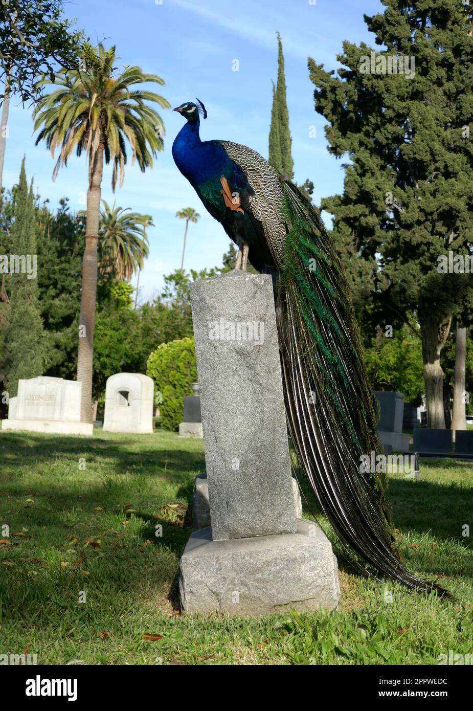 Los ÁNGELES, CALIFORNIA, EE.UU. 20 de abril de 2023 Un pavo real en el Cementerio Hollywood Forever el 20 de abril de 2023 en Los Ángeles, California, EE.UU. Foto por Barry King/Alamy Foto de archivo Foto de stock