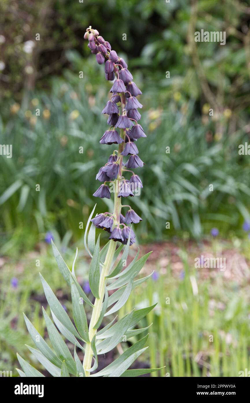 Flores negras de la primavera de Fritillary Fritillaria persica en el jardín del Reino Unido abril Foto de stock