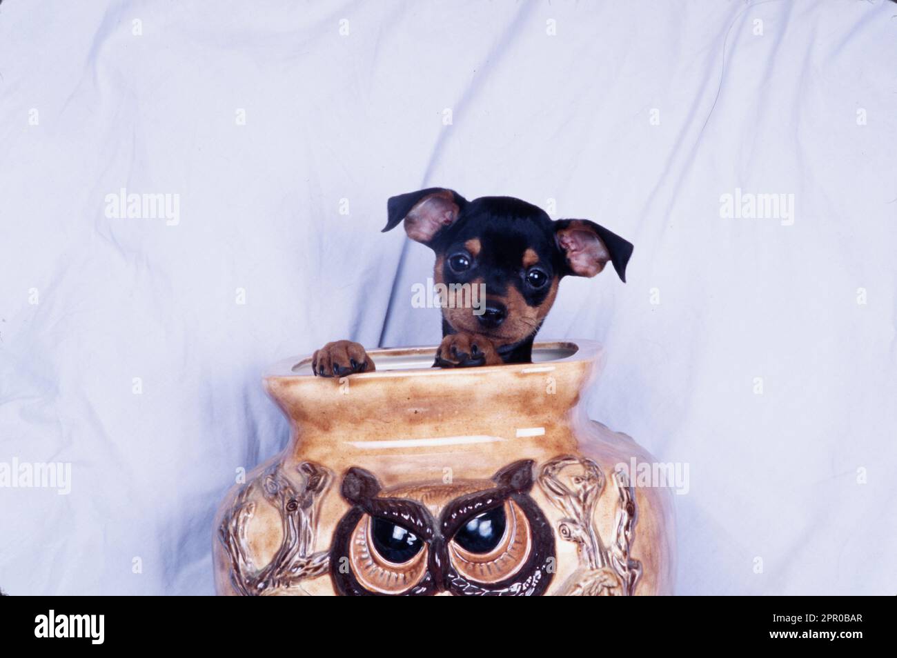 Mini cachorro Pinscher en pote de cerámica Fotografía de stock - Alamy